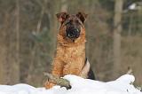 BERGER ALLEMAND 492